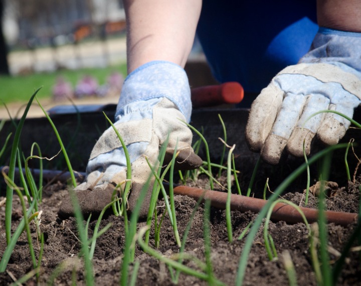 Gardening