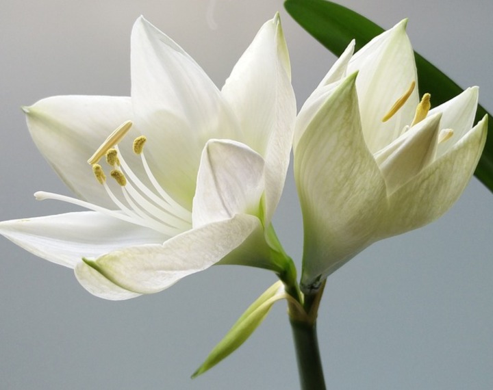 White flower