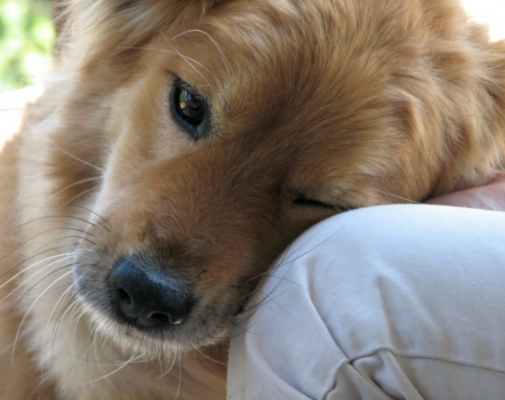 Pet therapy