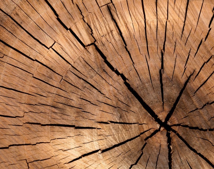 Tree log