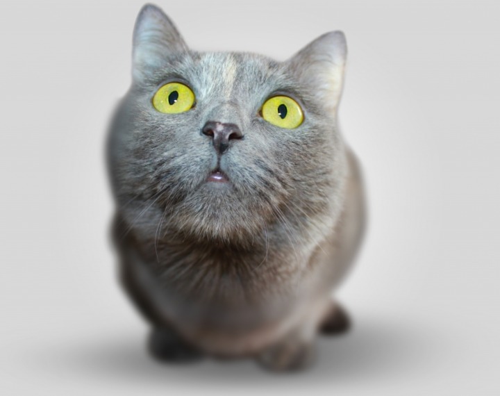 Cute cat